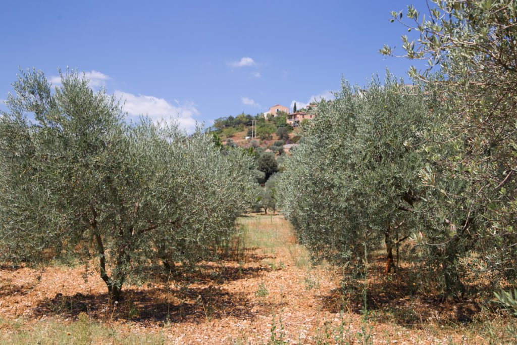 olivos (3)