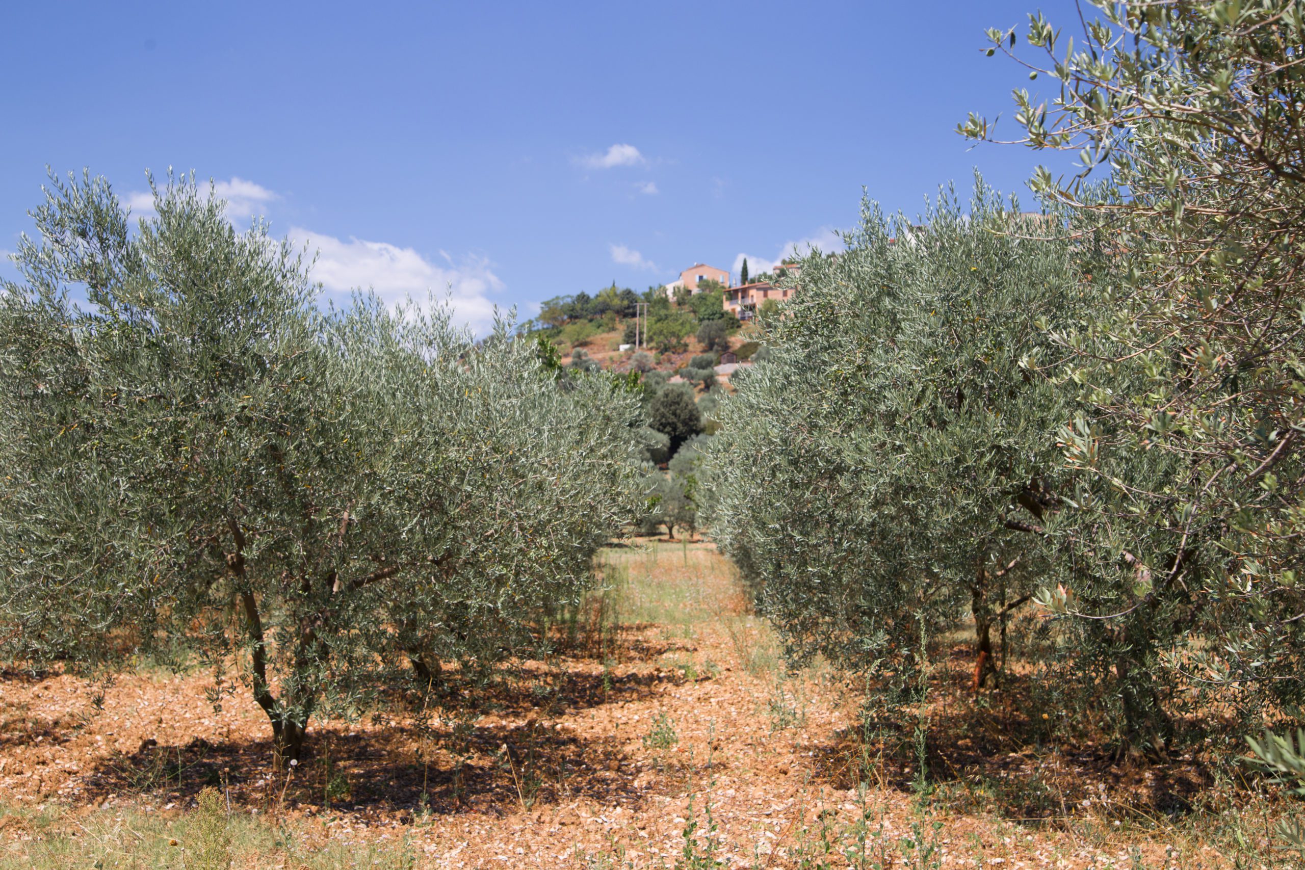 olivos (3)