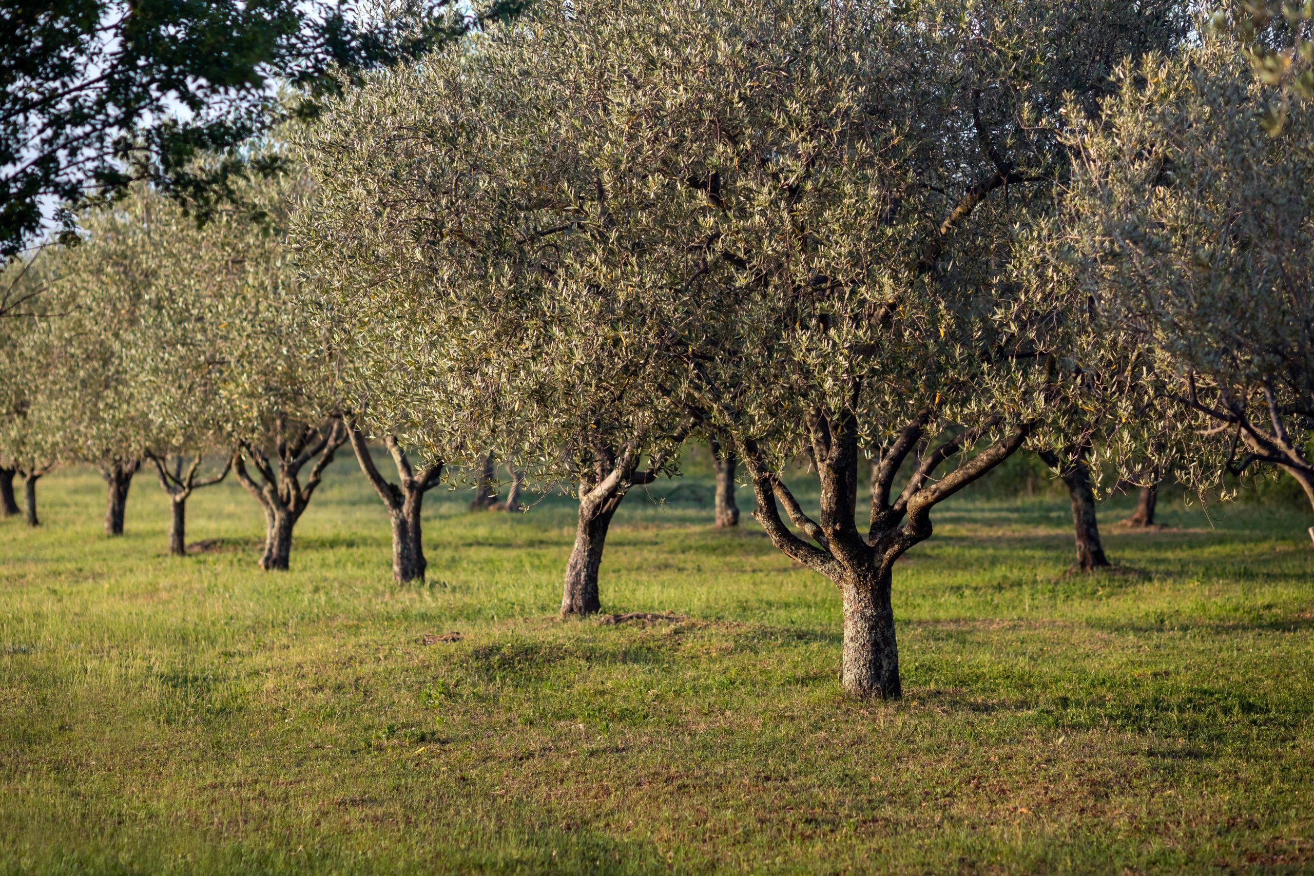 Closeup shot of growing trees in the field under the sunlight
